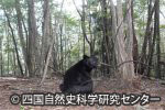 四国のツキノワグマ保全プロジェクト